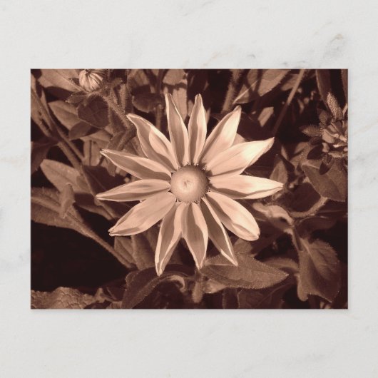 Prairie Sun Rudbeckia - Sepia Postkarte (Vorderseite)