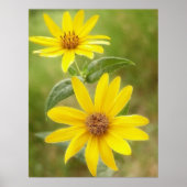 Prairie Sunflower - Helianthus maximilianii Poster (Vorne)