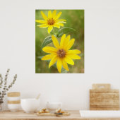 Prairie Sunflower - Helianthus maximilianii Poster (Küche)