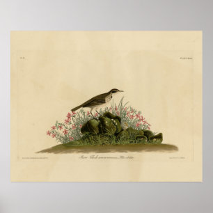 Prairie Titlark (Pipit) Audubons Vögel von Amerika Poster