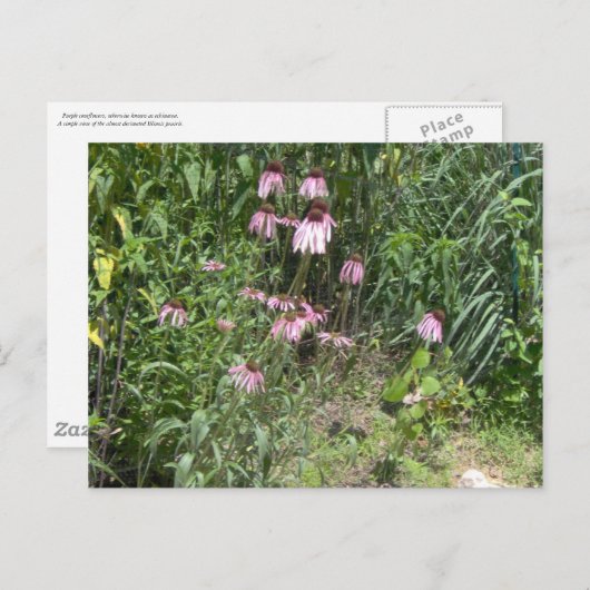 Prairie Views Postkarte (Vorne/Hinten)