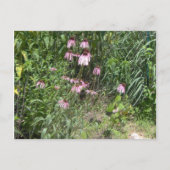 Prairie Views Postkarte (Vorderseite)