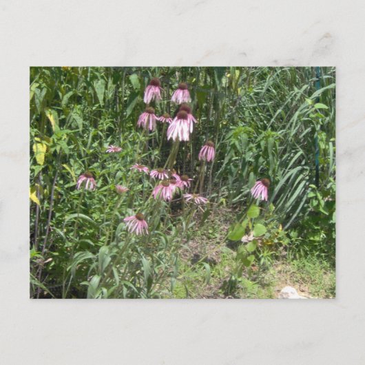 Prairie Views Postkarte (Vorderseite)