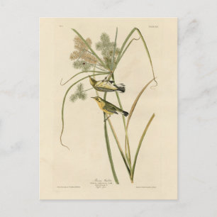 Prairie Warbler von Audubons Vögeln von Amerika Postkarte