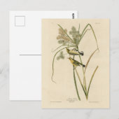 Prairie Warbler von Audubons Vögeln von Amerika Postkarte (Vorne/Hinten)