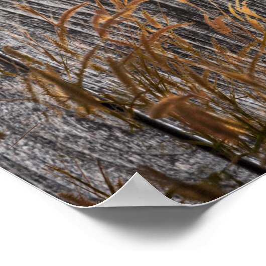 Prairie Wheat on Stall Board Poster (Ecke)