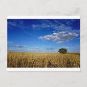 Prairie Wheat und sky Postkarte (Vorderseite)