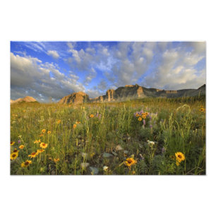 Prairie-Wildblumen bei Windy Creek in Many Fotodruck