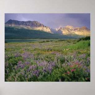 Prairie-Wildblumen entlang des Lake Sherbourne in  Poster