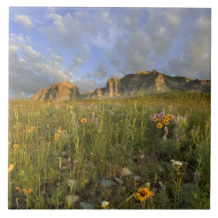 Prairie-Wildblumen im Many Glacier Valley bei Fliese