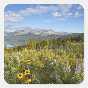Prairie-Wildblumen und Lower Two Medicine Lake Quadratischer Aufkleber