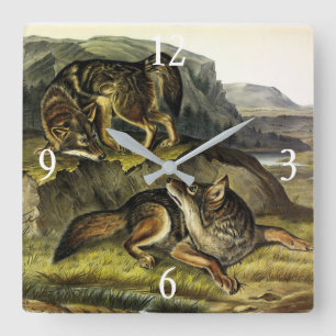 Prairie Wolf (Coyote) from Audubon's Quadrupeds Quadratische Wanduhr