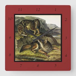 Prairie Wolf (Coyote) from Audubon's Quadrupeds Quadratische Wanduhr