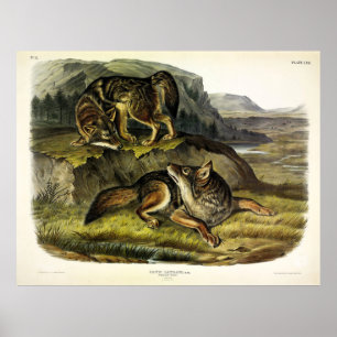 Prairie Wolf (Coyote) von Audubon Quadrupeds Poster