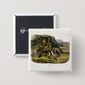 Prairie Wolf (Coyote) von Audubons Quadrupeds Button (Vorne & Hinten)
