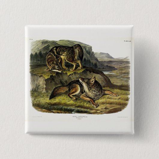 Prairie Wolf (Coyote) von Audubons Quadrupeds Button (Vorderseite)