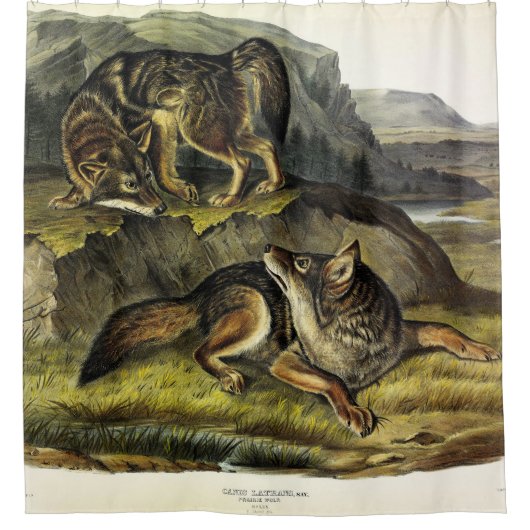 Prairie Wolf (Coyote) von Audubons Quadrupeds Duschvorhang (Vorderseite)