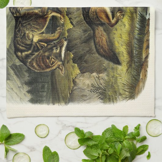 Prairie Wolf (Coyote) von Audubons Quadrupeds Geschirrtuch (Gefaltet)