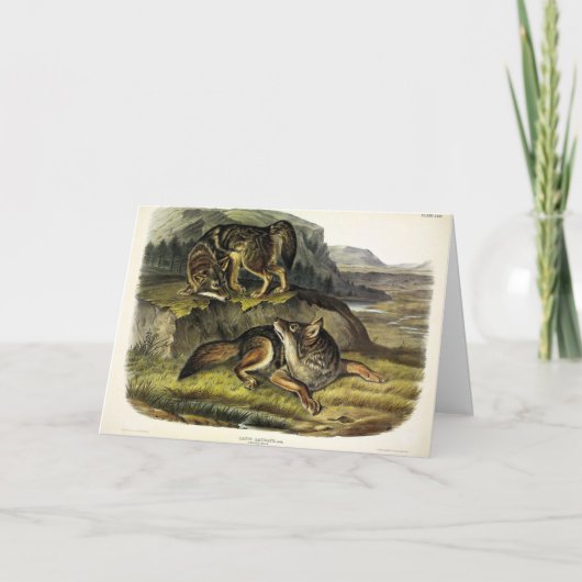 Prairie Wolf (Coyote) von Audubons Quadrupeds Karte (Vorderseite)
