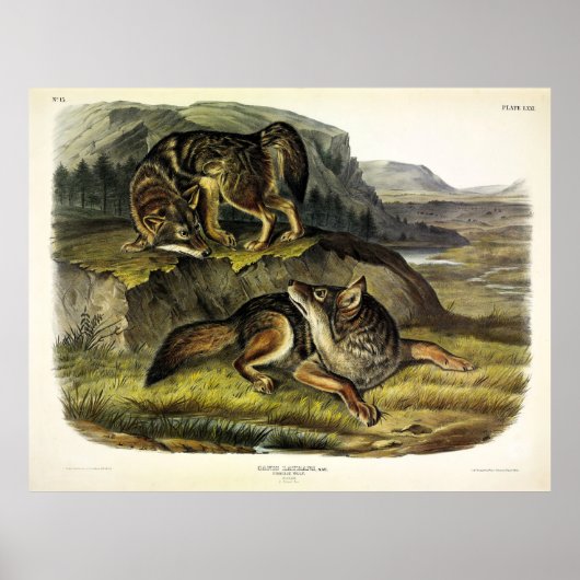 Prairie Wolf (Coyote) von Audubons Quadrupeds Poster (Vorne)