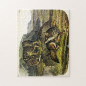 Prairie Wolf (Coyote) von Audubons Quadrupeds Puzzle (Vertikal)