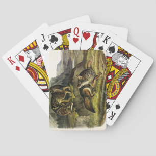 Prairie Wolf (Coyote) von Audubons Quadrupeds Spielkarten