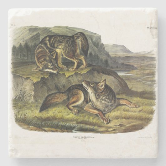 Prairie Wolf (Coyote) von Audubons Quadrupeds Steinuntersetzer (Vorderseite)