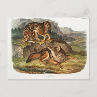 Prairie Wolf von John Woodhouse Audubon Postkarte