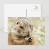 Prairiedog Postcard Postkarte (Vorne/Hinten)