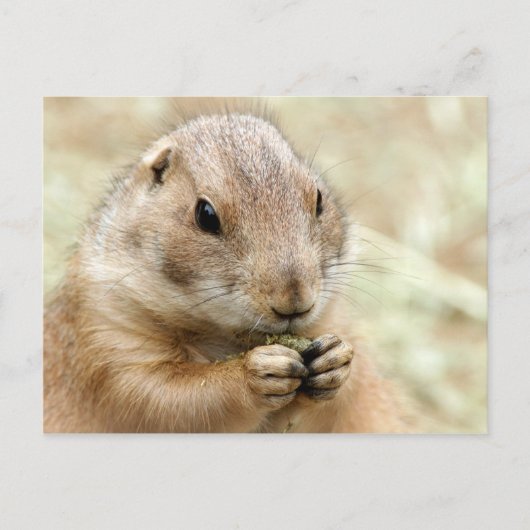 Prairiedog Postcard Postkarte (Vorderseite)