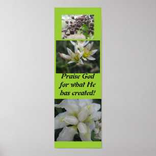 Praise God for what he has created! Poster