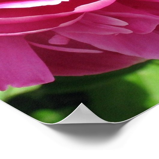 Praktisch perfektes Peony Poster (Ecke)