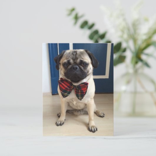 Praktischer Mops in einem Bow-Krawatte-Design Postkarte (Stehend Vorderseite)