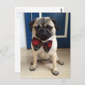 Praktischer Mops in einem Bow-Krawatte-Design Postkarte (Vorne/Hinten)