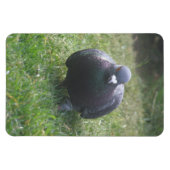 Prämienmagnet für Taube Magnet (Horizontal)