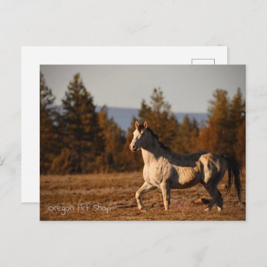 Prancer Postkarte (Vorne/Hinten)