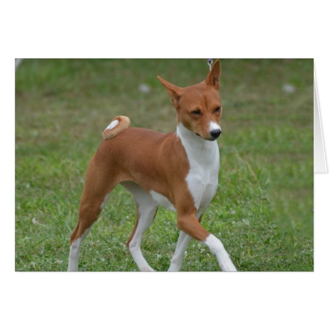 Prancing Basenji Dog (Vorderseite (Horizontal))