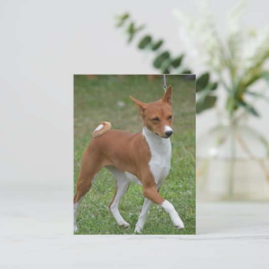 Prancing Basenji Dog Postkarte (Stehend Vorderseite)