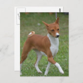 Prancing Basenji Dog Postkarte (Vorne/Hinten)