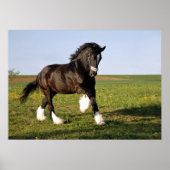 Prancing Clydesdale Poster (Vorne)