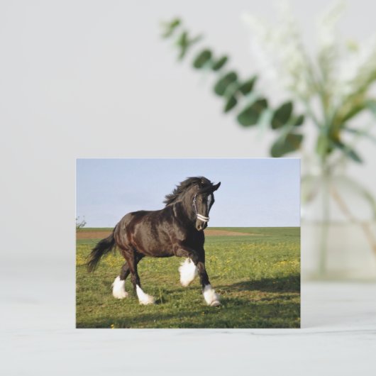 Prancing Clydesdale Postkarte (Stehend Vorderseite)