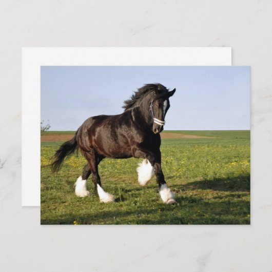 Prancing Clydesdale Postkarte (Vorne/Hinten)