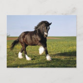 Prancing Clydesdale Postkarte (Vorderseite)