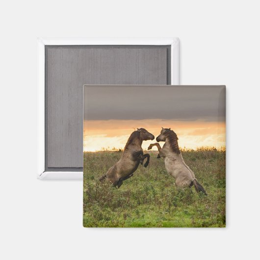 Prancing Wildpferden Magnet (Vorderseite/Rückseite)