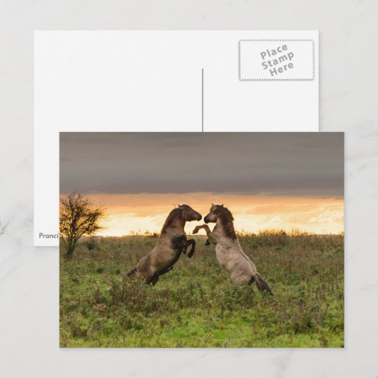 Pranke Wildpferde nach Karte (Vorne/Hinten)