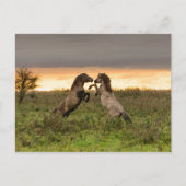 Pranke Wildpferde nach Karte (Vorderseite)