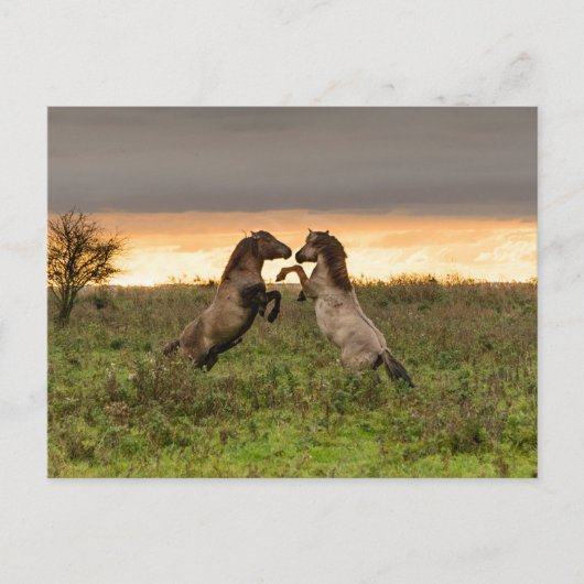 Pranke Wildpferde nach Karte (Vorderseite)