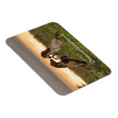 Pranzende Wildpferde in Oostvaardersplassen-Magnet Magnet (Rechte Seite)