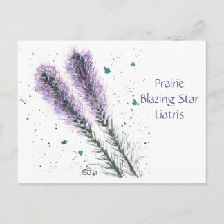 Prärie Blazing Star Postkarte