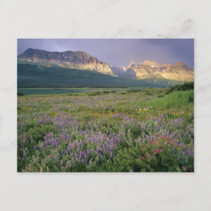 Prärie-Wildblumen entlang des Lake Sherbourne in d Postkarte